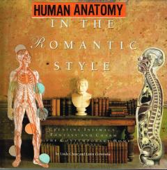 human anatomy